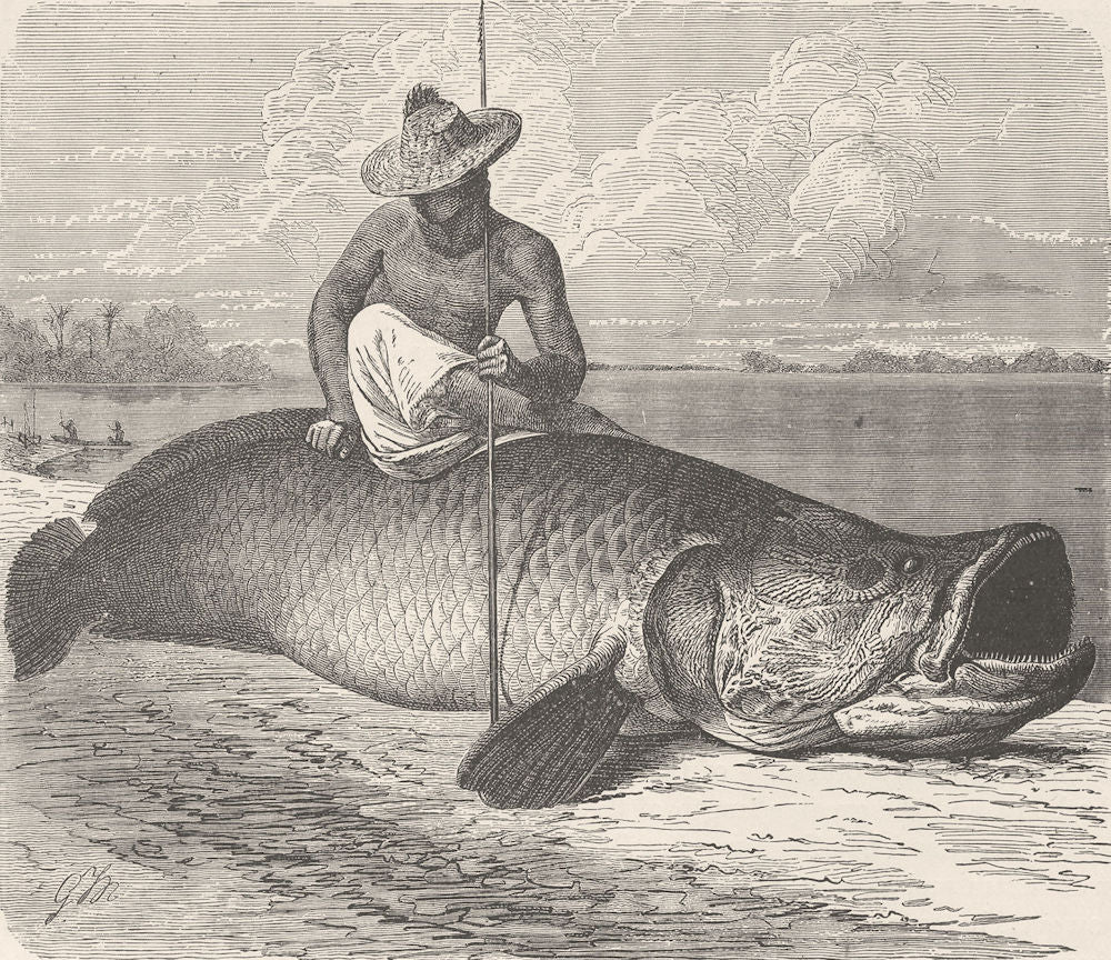 FISH. Brazilian arapaima 1896 old antique vintage print picture